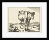 Standing cow, viewed from the front by Paulus Potter