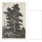 Beech by Arnoud Schaepkens