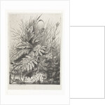 Plants by Arnoud Schaepkens