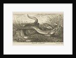 Three eels in the grass by Albert Flamen