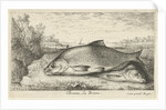 Two bream on a riverbank by Lodewijk XIV