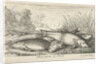 Four tench on a river bank by Lodewijk XIV