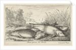 Four tench on a river bank by Lodewijk XIV