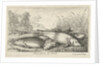 Four tench on a river bank by Lodewijk XIV
