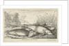 Four tench on a river bank by Lodewijk XIV