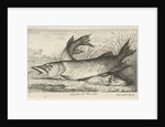 Two pike on a riverbank by Louis XIV King of France