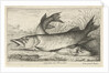 Two pike on a riverbank by Louis XIV King of France