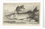 Two pike on a riverbank by Louis XIV King of France