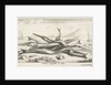 Needlefish, Belonidae on the beach by Lodewijk XIV