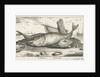 Three haddock on the beach by Lodewijk XIV