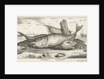 Three haddock on the beach by Lodewijk XIV