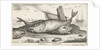 Three haddock on the beach by Lodewijk XIV