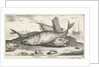 Three haddock on the beach by Lodewijk XIV