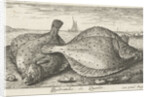 Two plaice on the beach by Louis Bernard Coclers