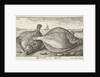 Two plaice on the beach by Louis Bernard Coclers