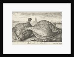 Two plaice on the beach by Louis Bernard Coclers