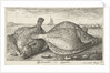 Two plaice on the beach by Louis Bernard Coclers