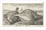 Two plaice on the beach by Louis Bernard Coclers