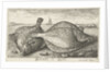 Two plaice on the beach by Louis Bernard Coclers