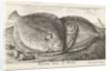 Three fishes on the beach, brill, Scophthalmus rhombus by Anonymous
