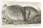 Three fishes on the beach, brill, Scophthalmus rhombus by Anonymous