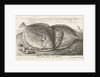 Three fishes on the beach, brill, Scophthalmus rhombus by Anonymous