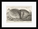 Three fishes on the beach, brill, Scophthalmus rhombus by Anonymous