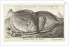 Three fishes on the beach, brill, Scophthalmus rhombus by Anonymous