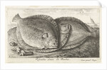 Three fishes on the beach, brill, Scophthalmus rhombus by Anonymous
