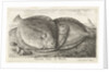 Three fishes on the beach, brill, Scophthalmus rhombus by Anonymous