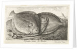 Three fishes on the beach, brill, Scophthalmus rhombus by Anonymous
