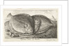 Three fishes on the beach, brill, Scophthalmus rhombus by Anonymous