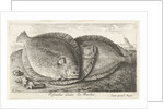 Three fishes on the beach, brill, Scophthalmus rhombus by Anonymous