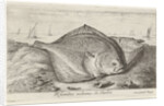 Two turbot on the beach by Lodewijk XIV
