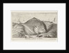 Two turbot on the beach by Lodewijk XIV
