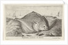 Two turbot on the beach by Lodewijk XIV