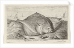 Two turbot on the beach by Lodewijk XIV