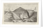 Two turbot on the beach by Lodewijk XIV