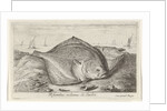 Two turbot on the beach by Lodewijk XIV