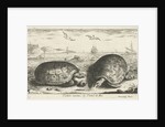 Two turtles on the beach by Albert Flamen