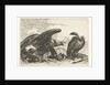 Vulture and an eagle with snake by De Poilly
