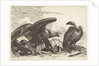 Vulture and an eagle with snake by De Poilly