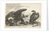 Vulture and an eagle with snake by De Poilly
