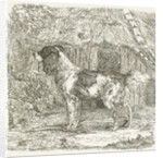 A dog by Jan Dasveldt