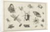 Insects by Claes Jansz. Visscher II