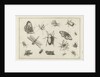 Insects by Claes Jansz. Visscher II