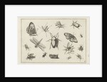 Insects by Claes Jansz. Visscher II
