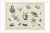 Insects by Claes Jansz. Visscher II