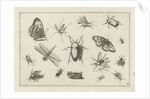 Insects by Claes Jansz. Visscher II