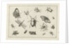 Insects by Claes Jansz. Visscher II